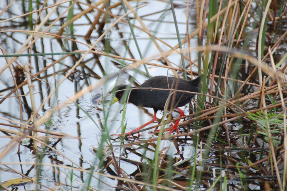 dal Sud Africa: Rallo nero (Zapornia flavirostra)